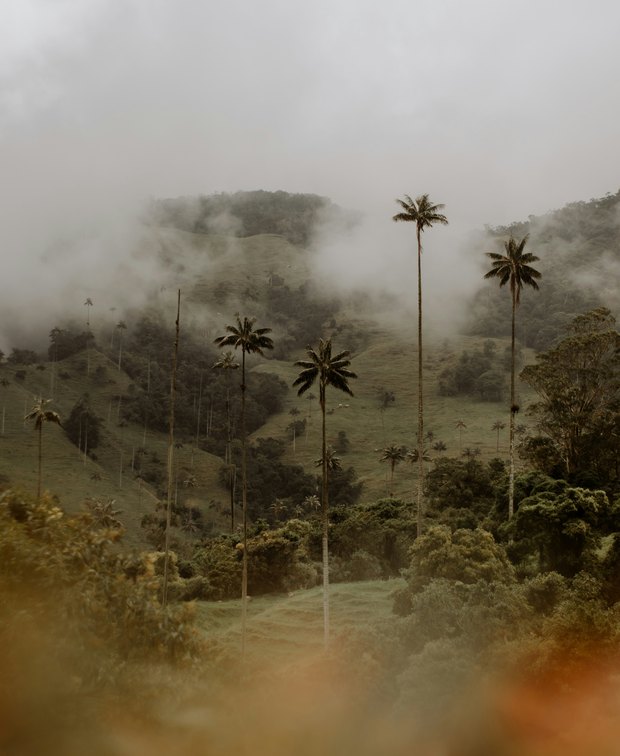Wax palms towering far above the tree line on misty green hills, cloud drifting through the Cocora Valley.